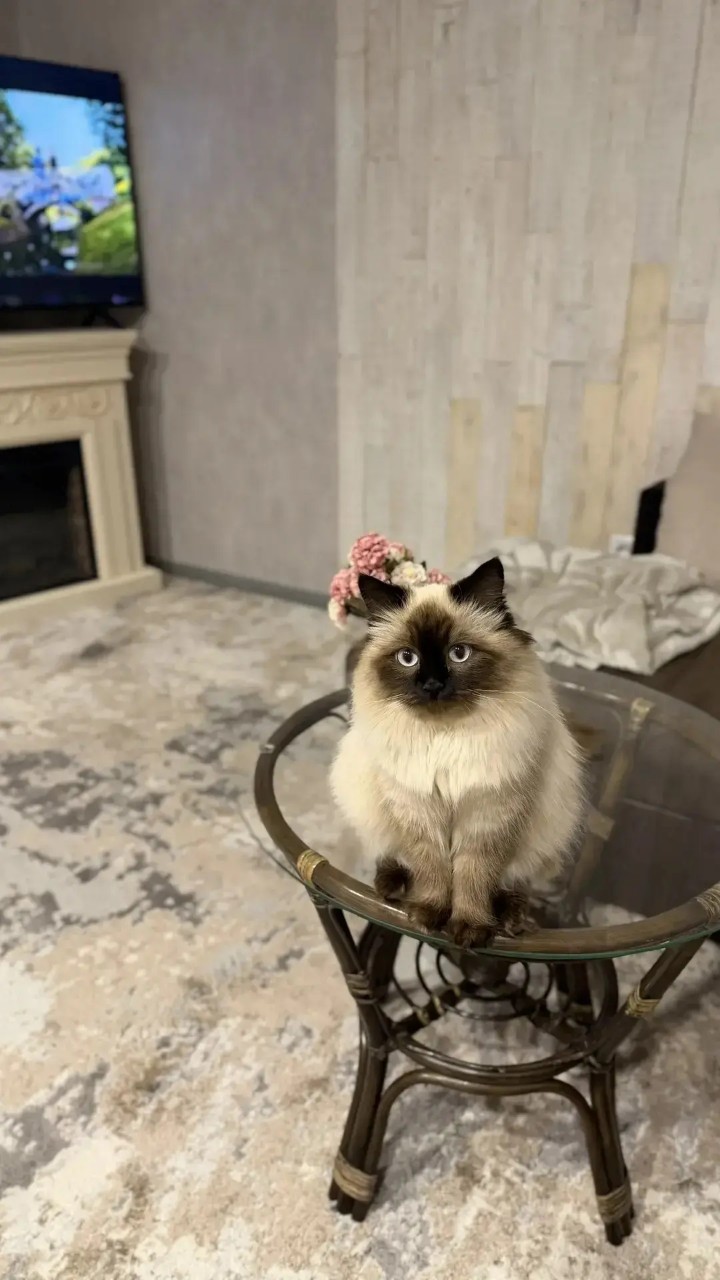 Найдена кошка в Другие города