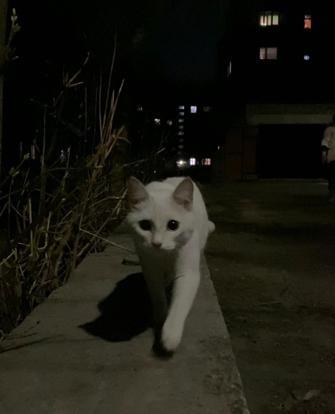 Найдена собака в Другие города