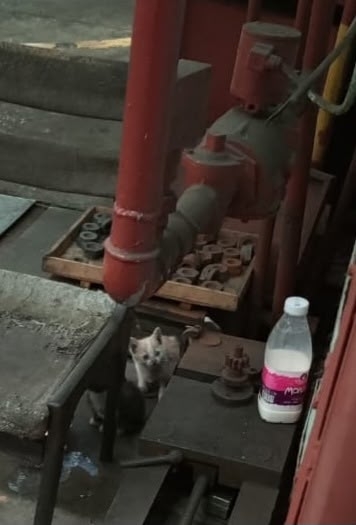 Пропала кошка в Другие города