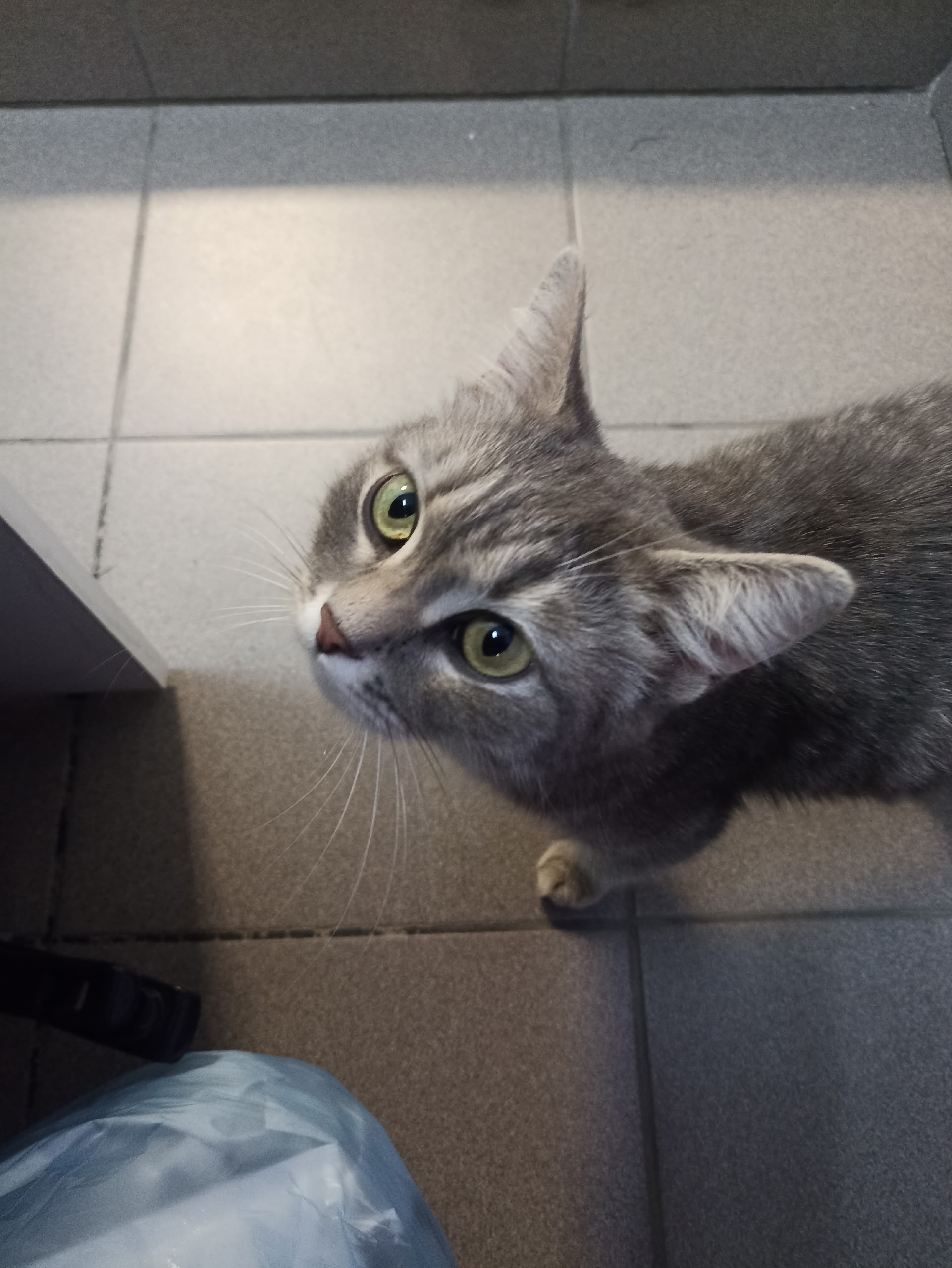 Найдена кошка в Другие города