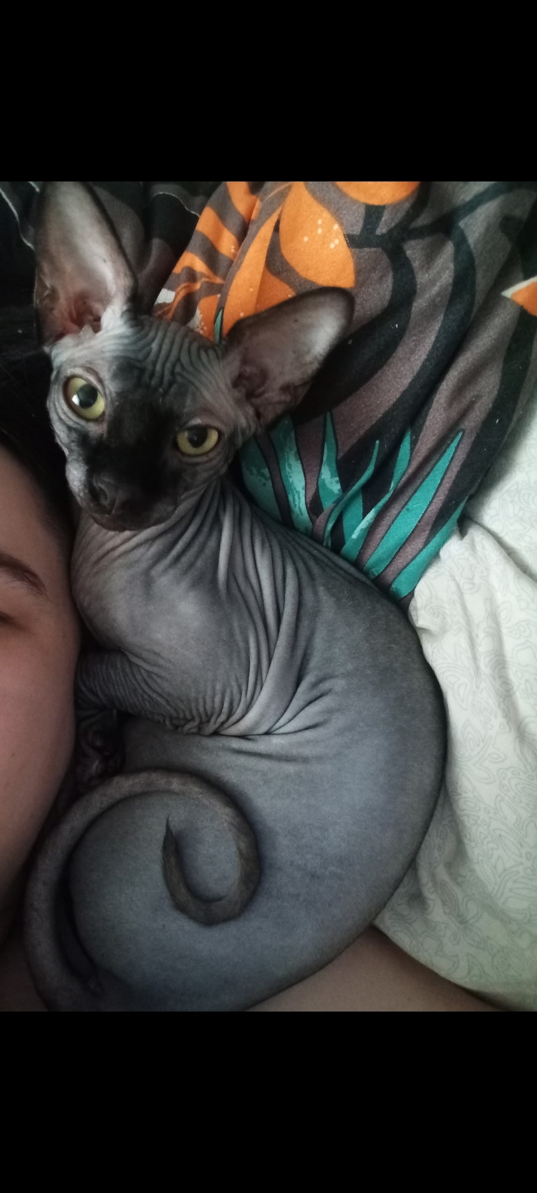 Пропала кошка в Другие города