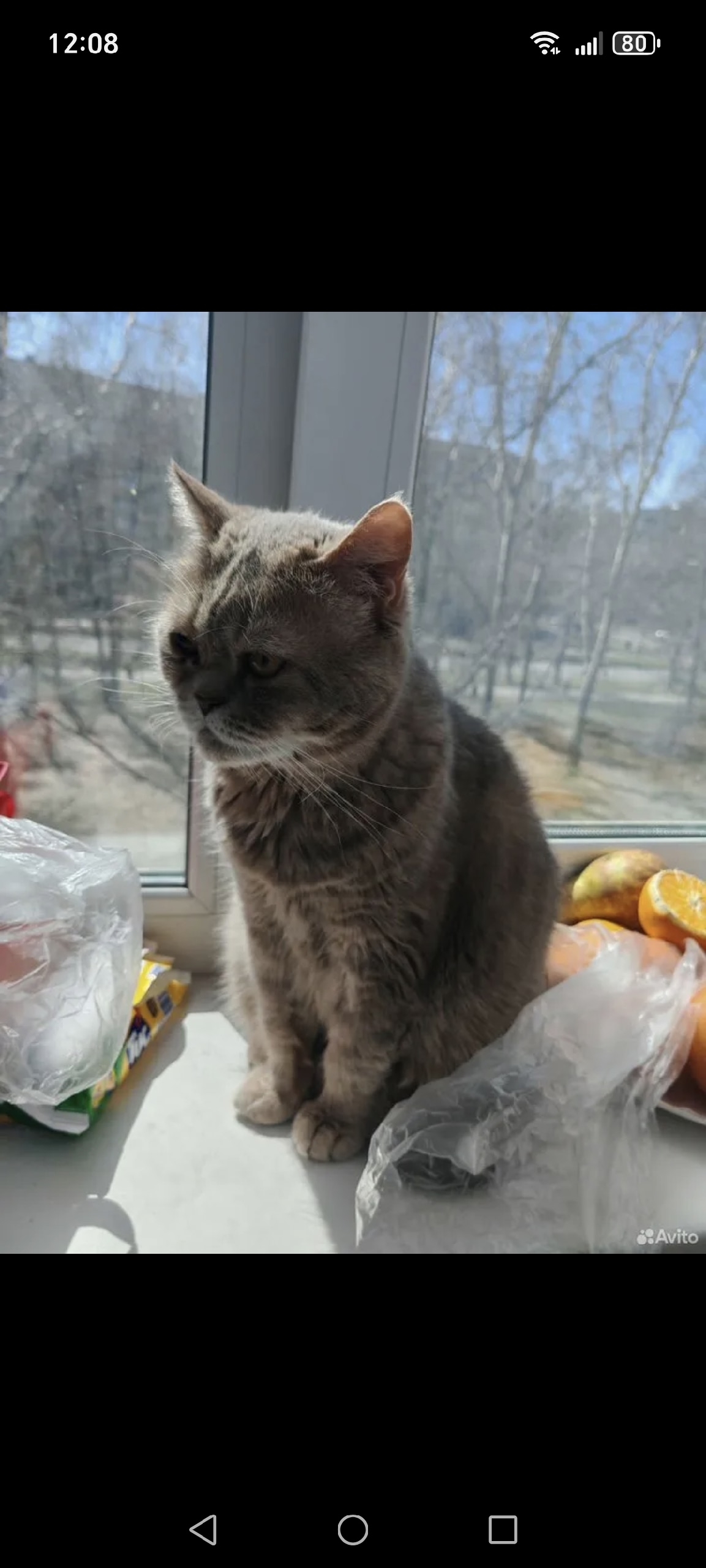 Найдена кошка в Других городах — фото объявления