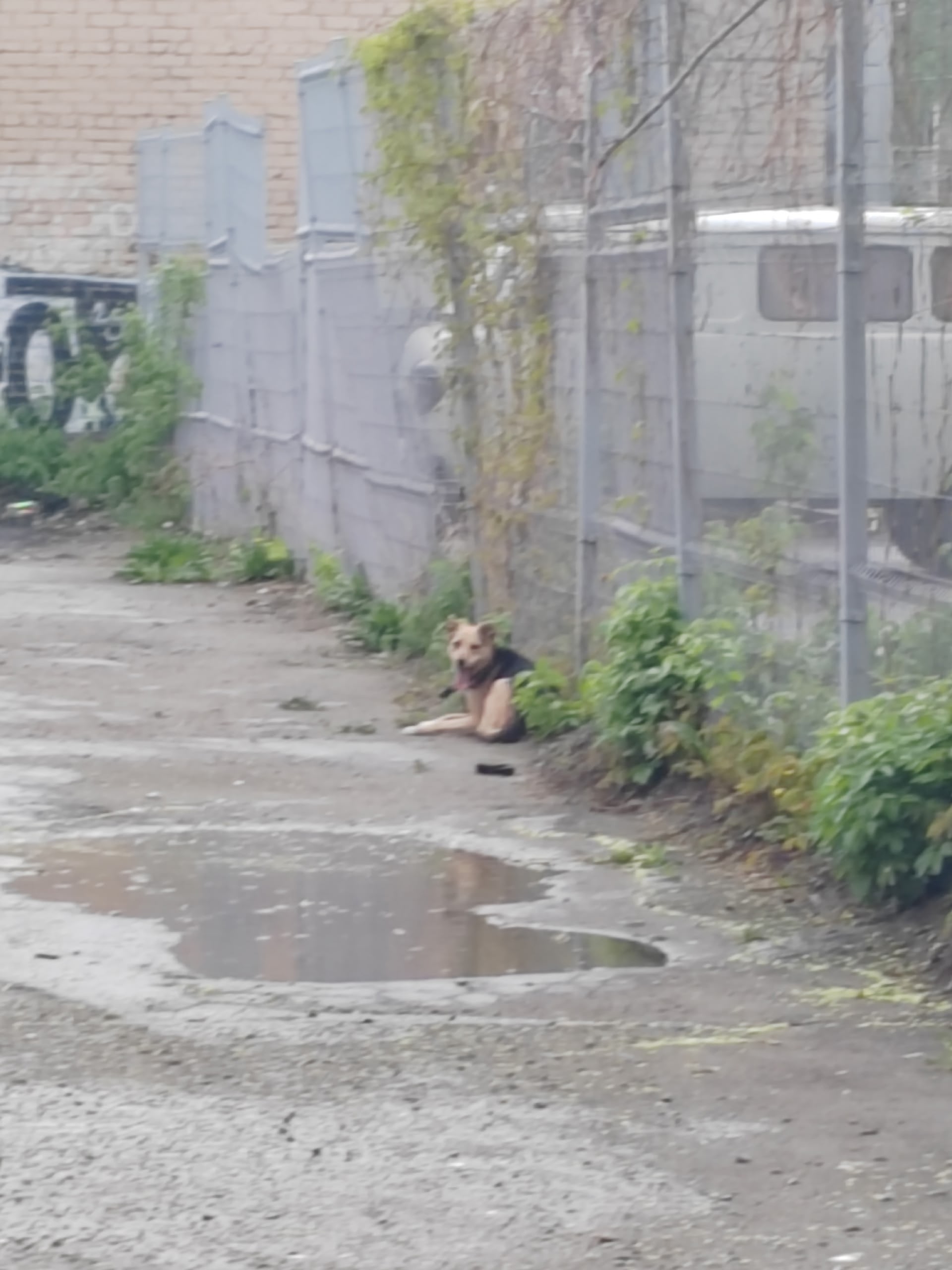Найдена собака в Других городах — фото объявления