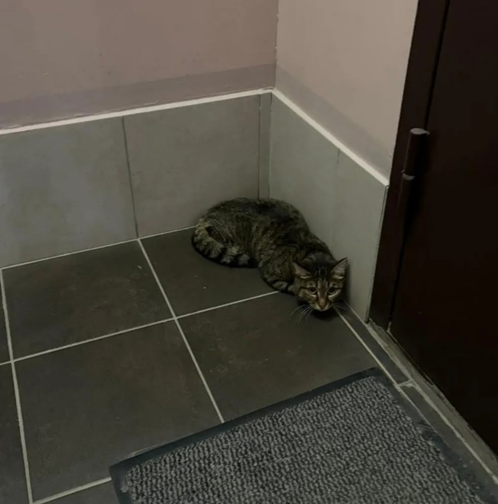Найдена кошка в Других городах — фото объявления