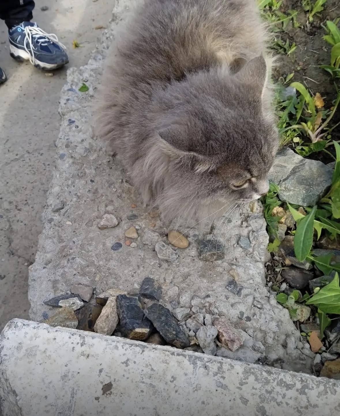 Найдена кошка в Других городах — фото объявления
