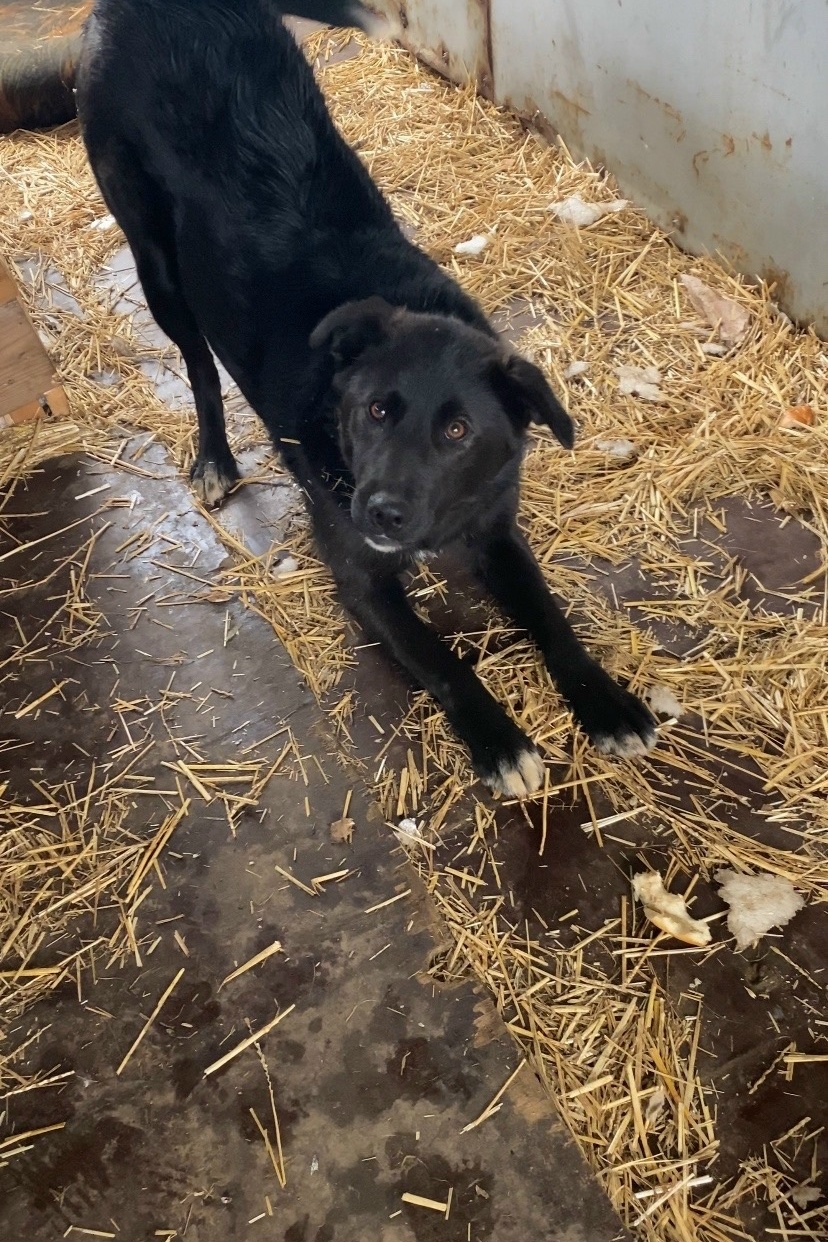 🐾‼️ ПОМОГАЕМ С РАСПРОСТРАНЕНИЕМ ИНФОРМАЦИИ ‼️🐾