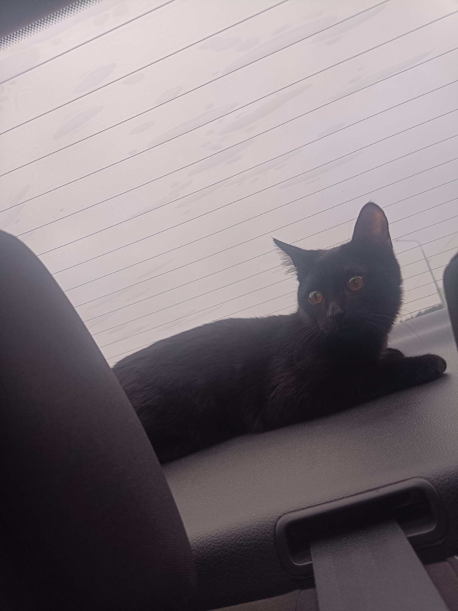 Пропал питомец в Другие города