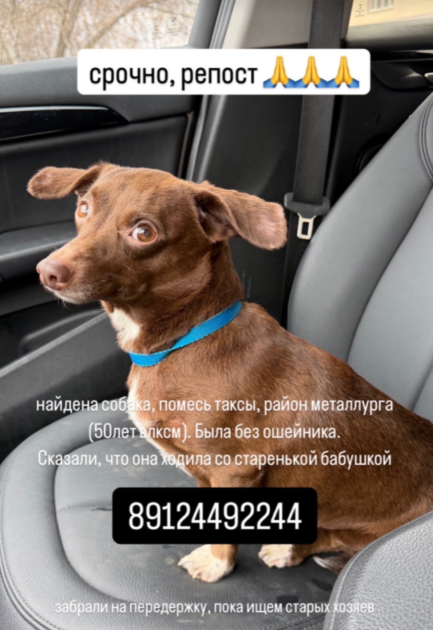 Пропал питомец в Другие города