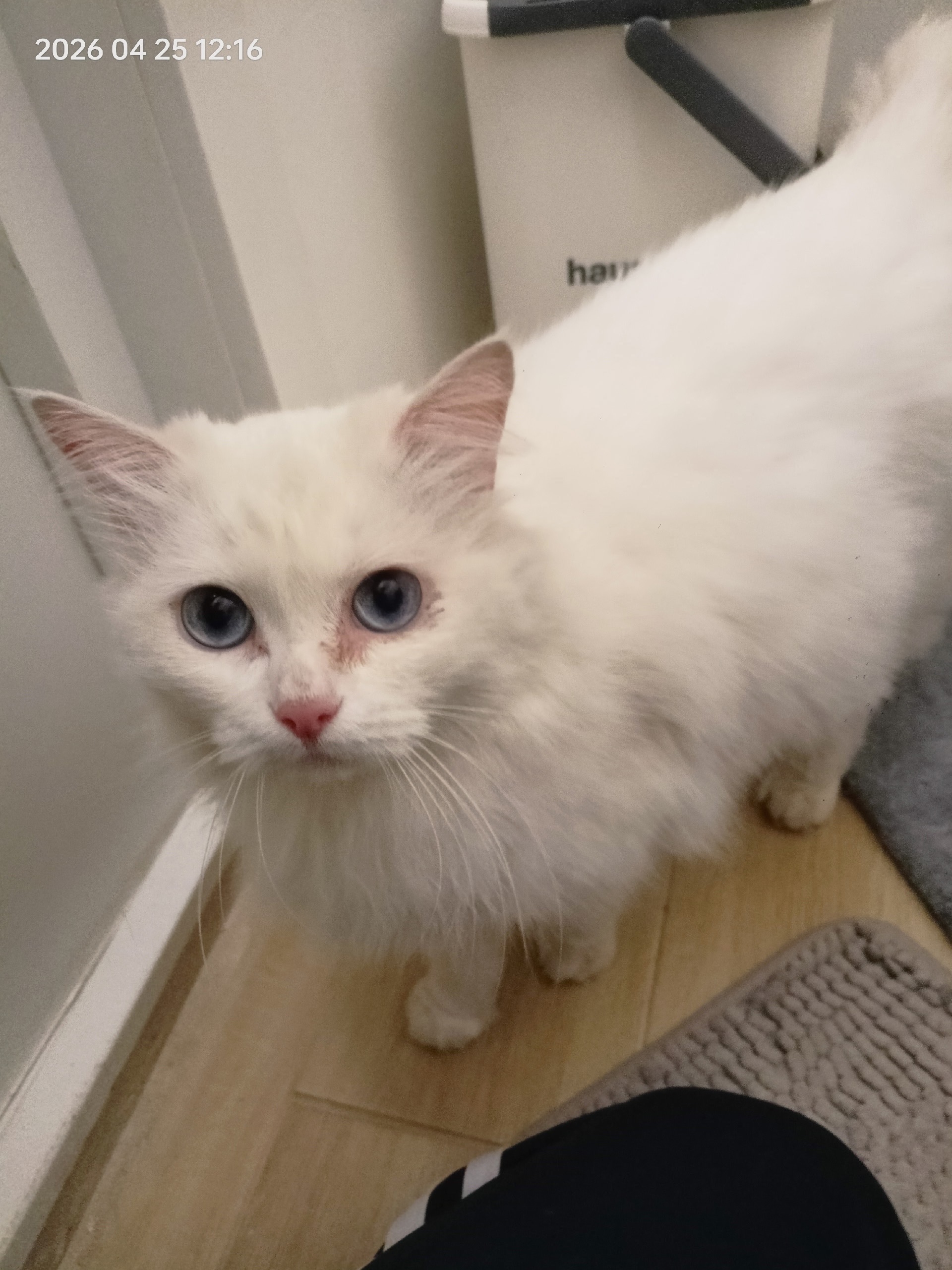 Найдена кошка в Другие города