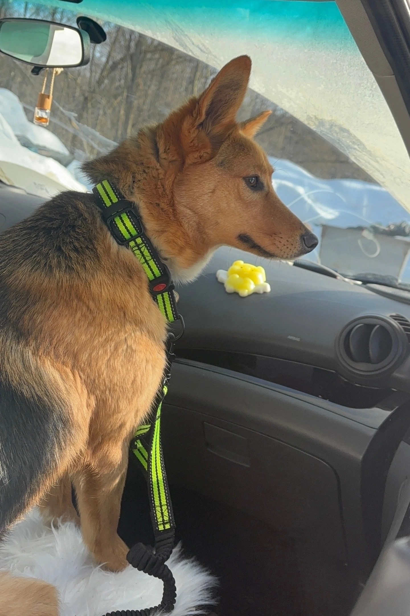 Пропала собака в Другие города