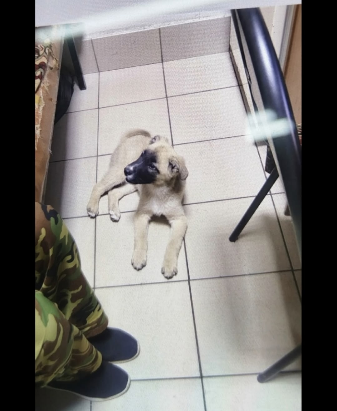 Найдена собака в Других городах — фото объявления