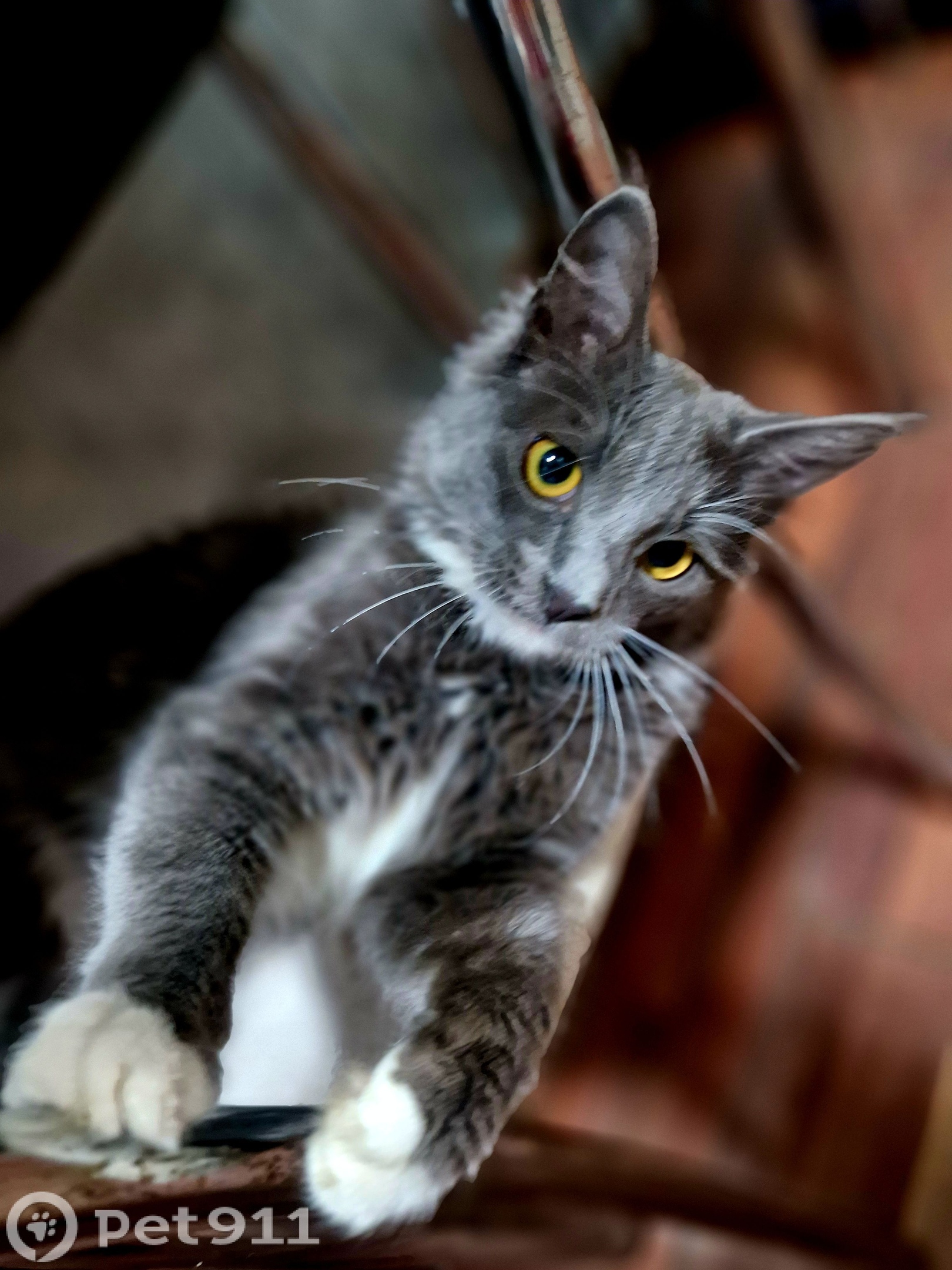 Пропала кошка! Пожалуйста, максимальный репост!