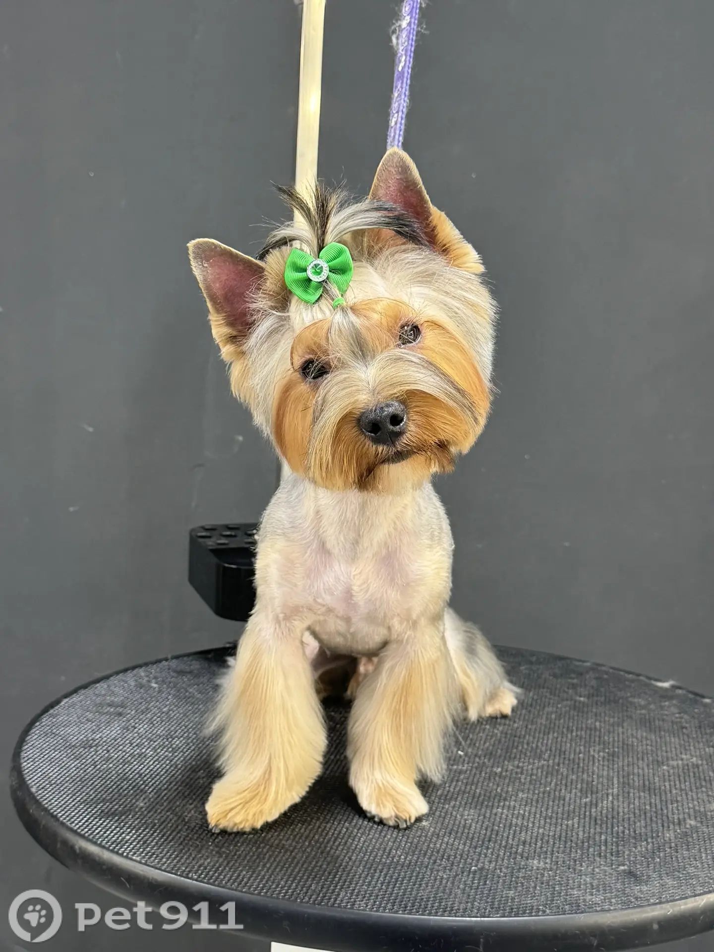 Найдена собака в Другие города