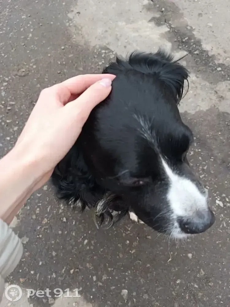 Найдена собака в Другие города