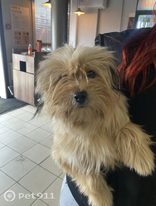 Найдена собака в Другие города