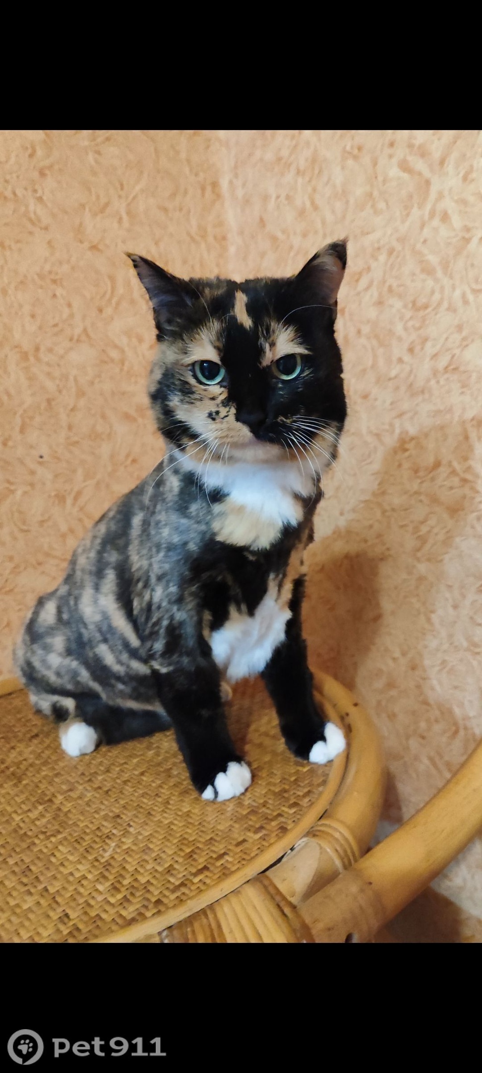 Найдена кошка в Другие города