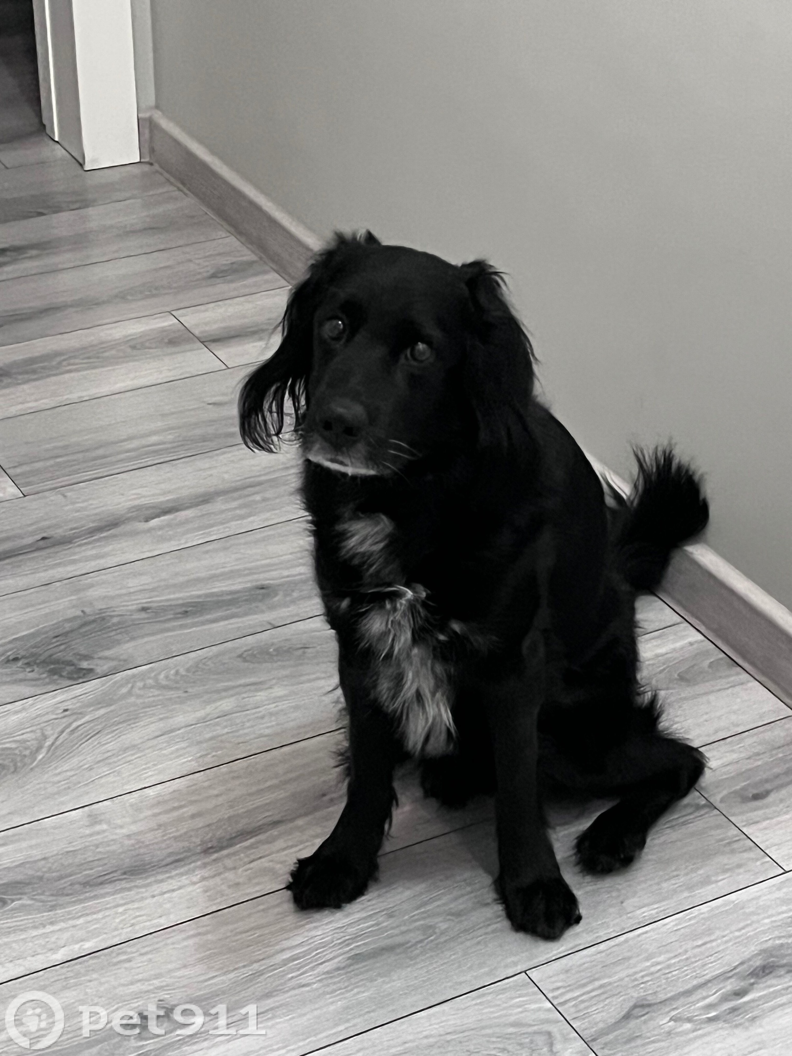 Найдена собака в Других городах — фото объявления