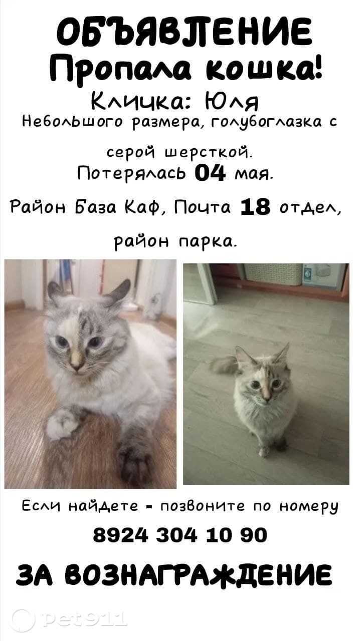 Найдена кошка в Других городах — фото объявления