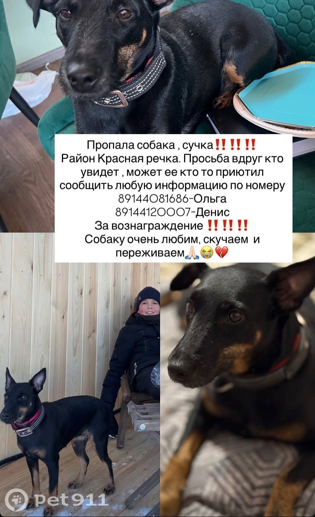 Найдена собака в Других городах — фото объявления
