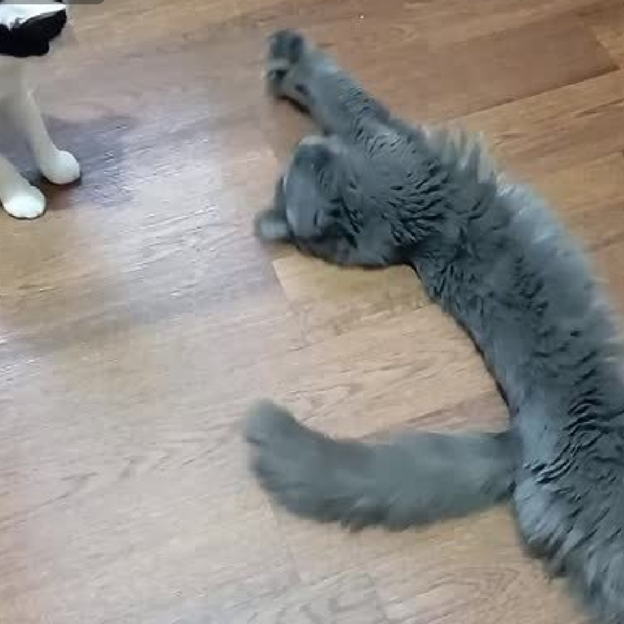 Пропала кошка в Другие города