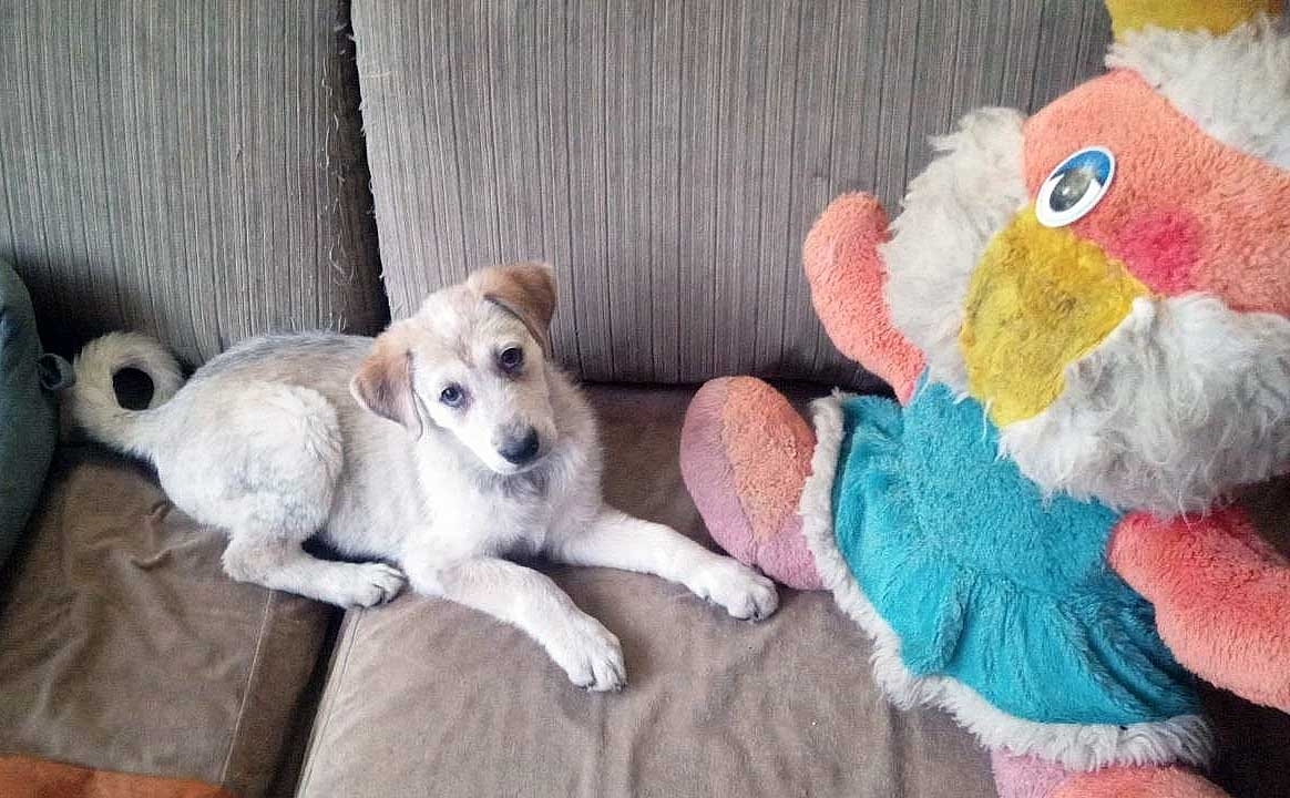 Найдена собака в Другие города