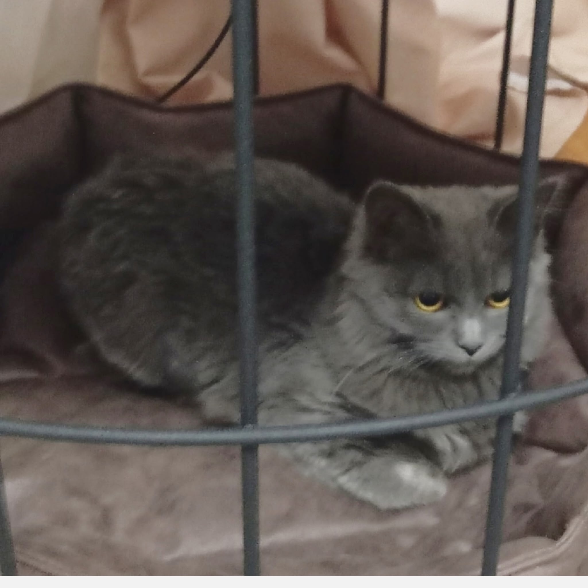 Пропала кошка в Другие города