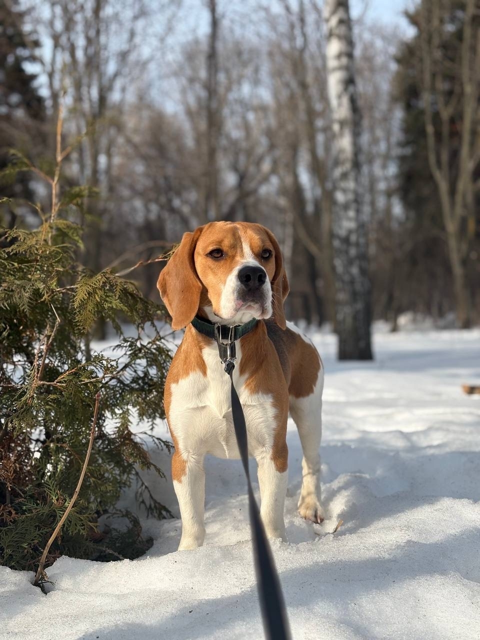 Пропала собака в Другие города