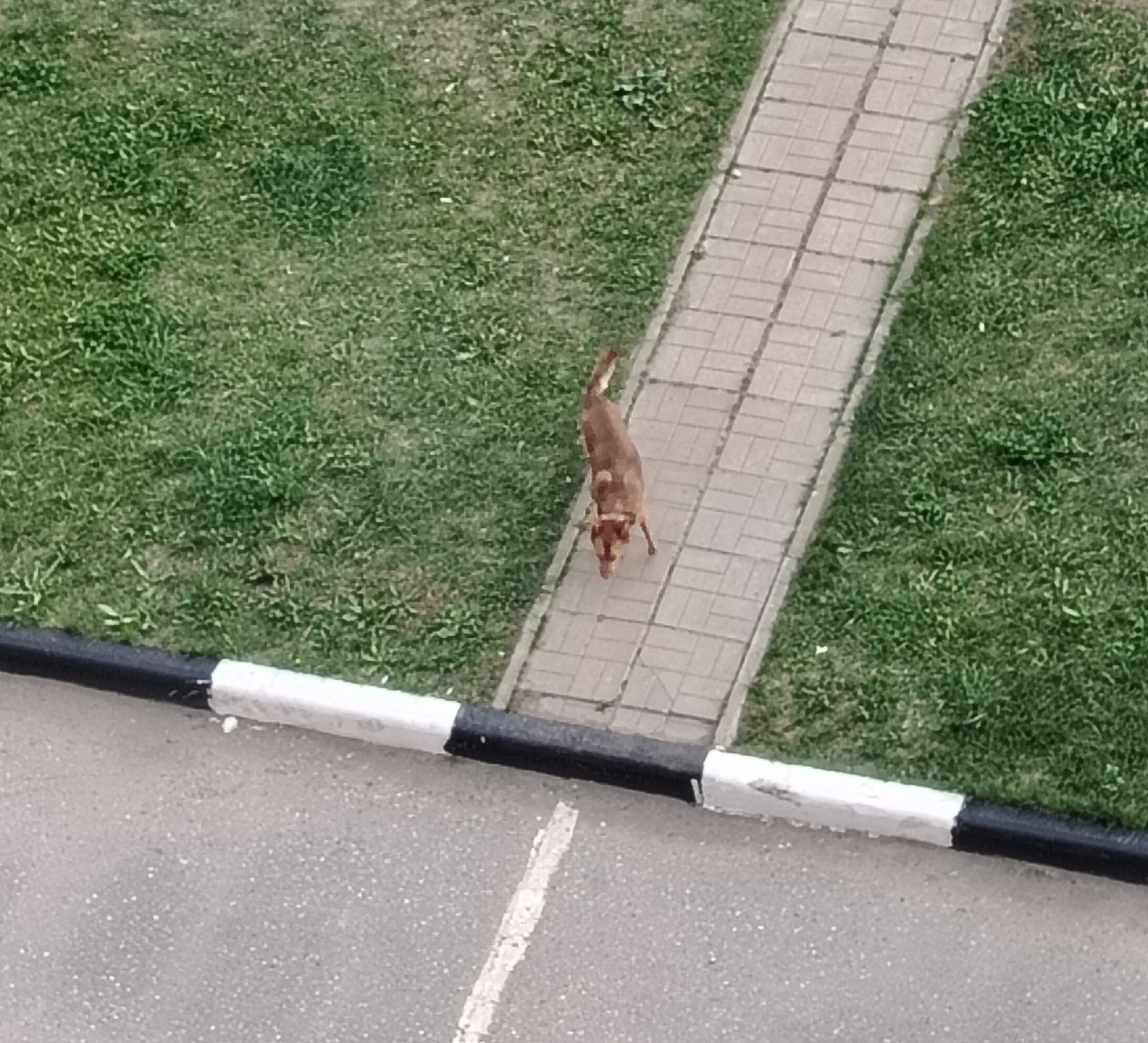 Найдена собака в Других городах — фото объявления