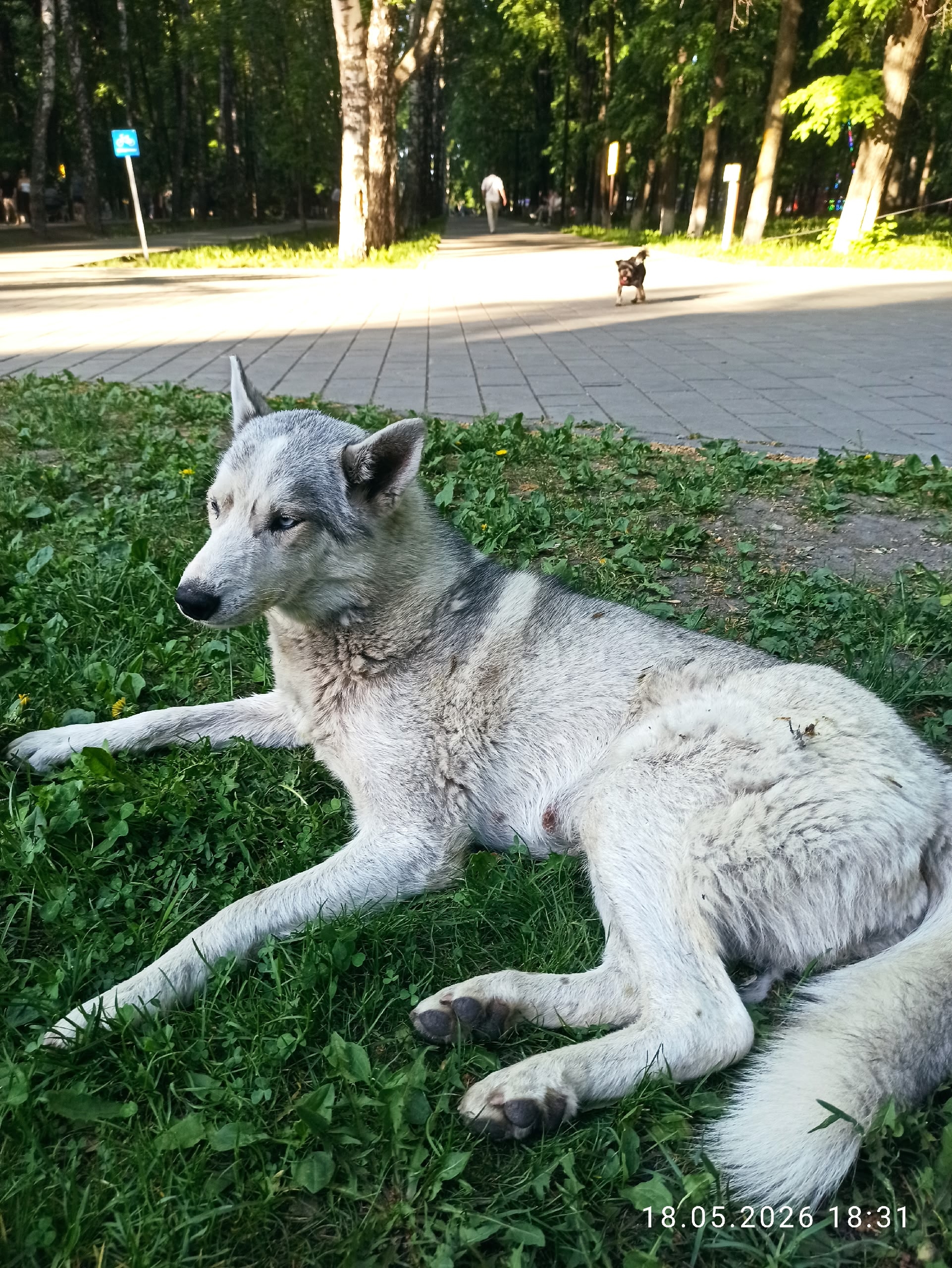 Найдена собака в Других городах — фото объявления