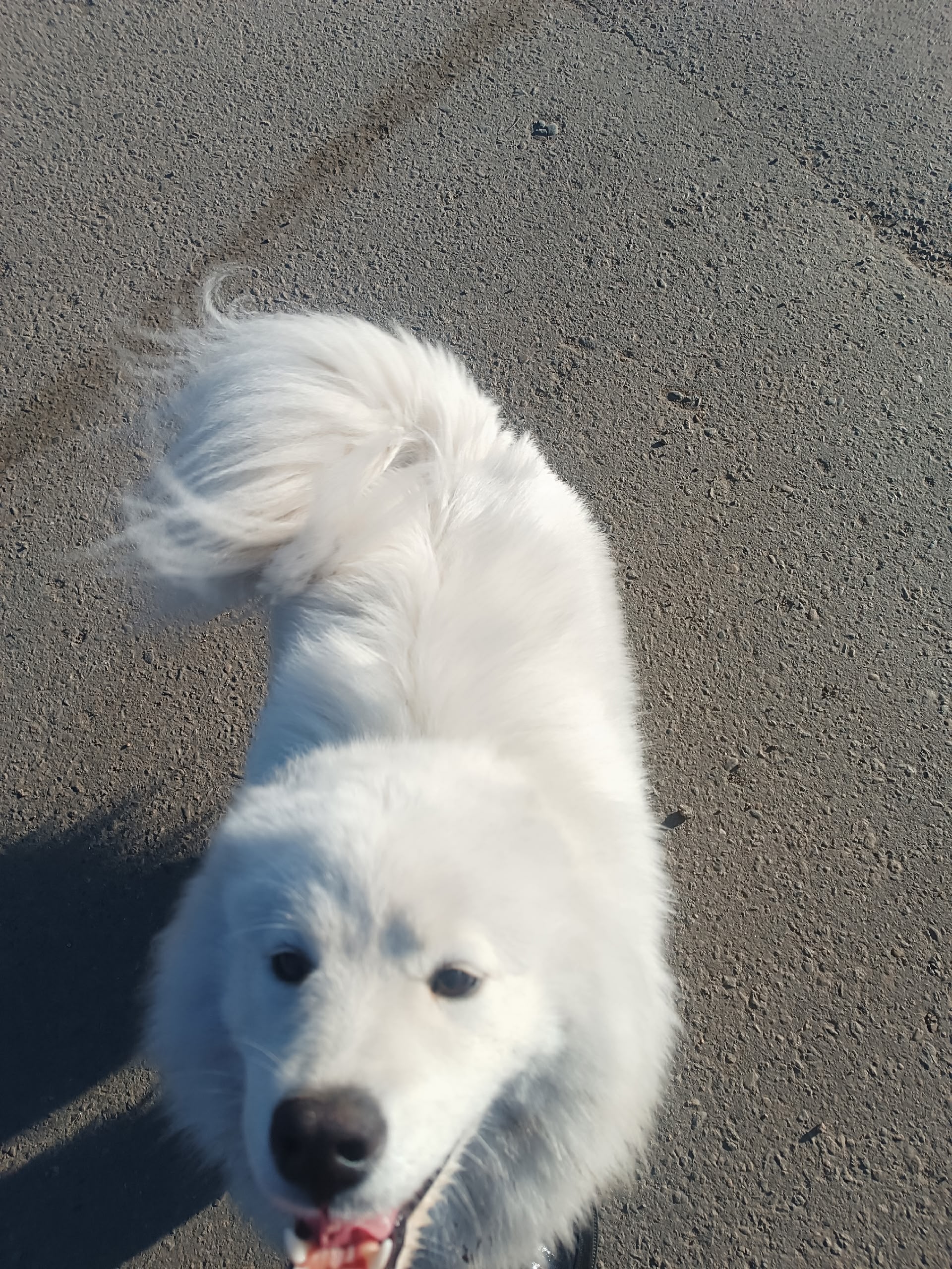 Объявление о питомце в Другие города