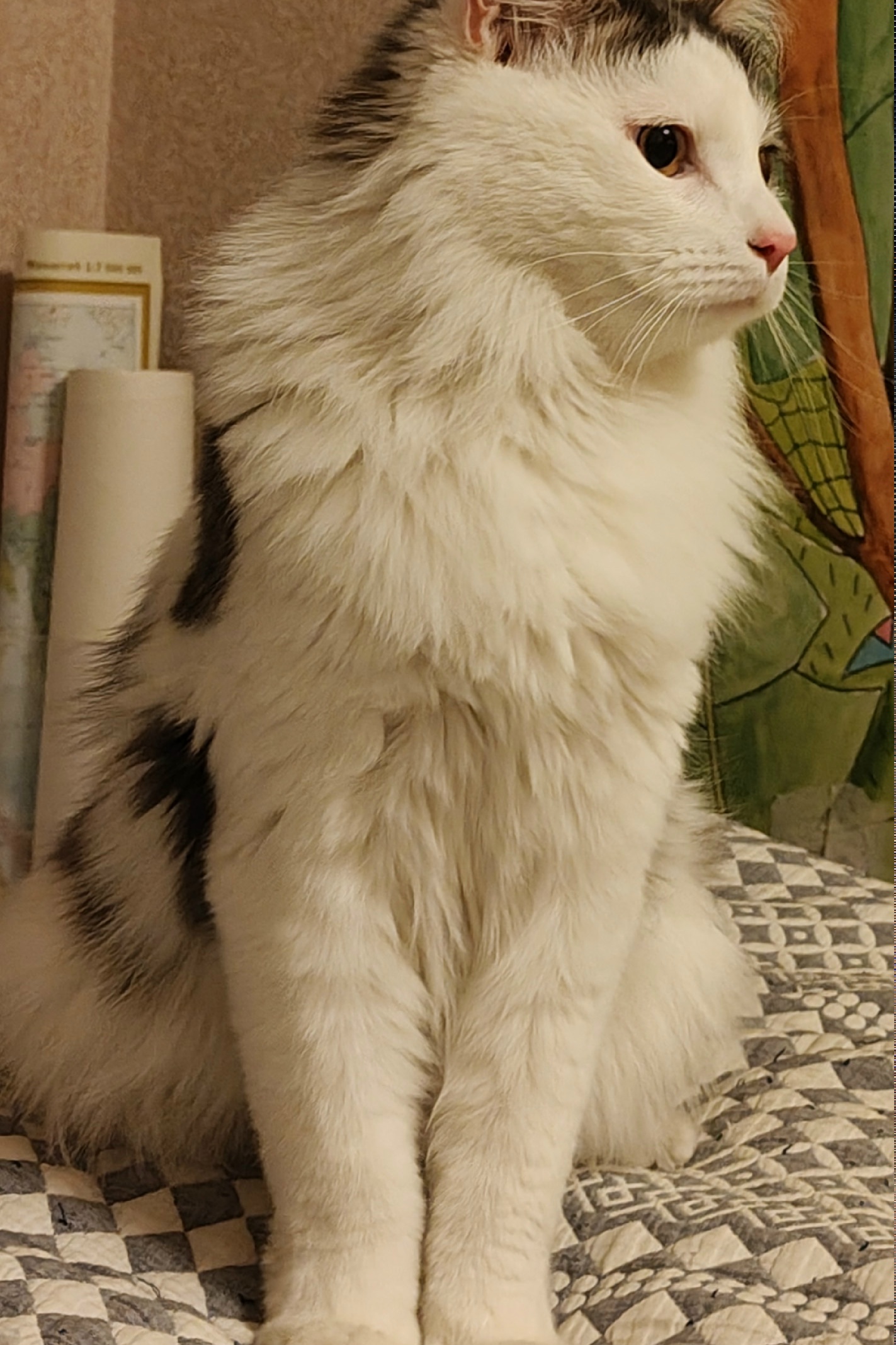 Найдена кошка в Другие города