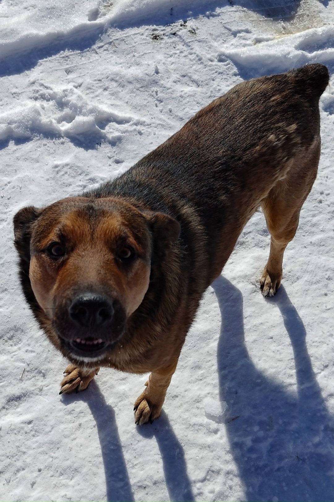 Пропал питомец в Другие города