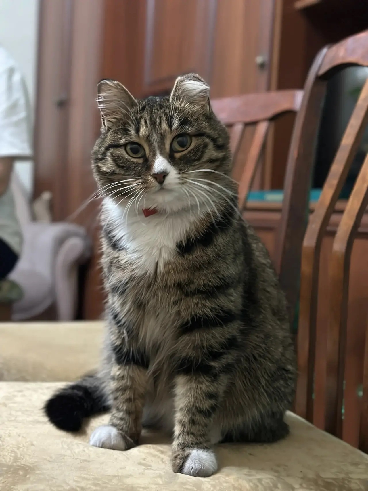 Найдена кошка в Других городах — фото объявления