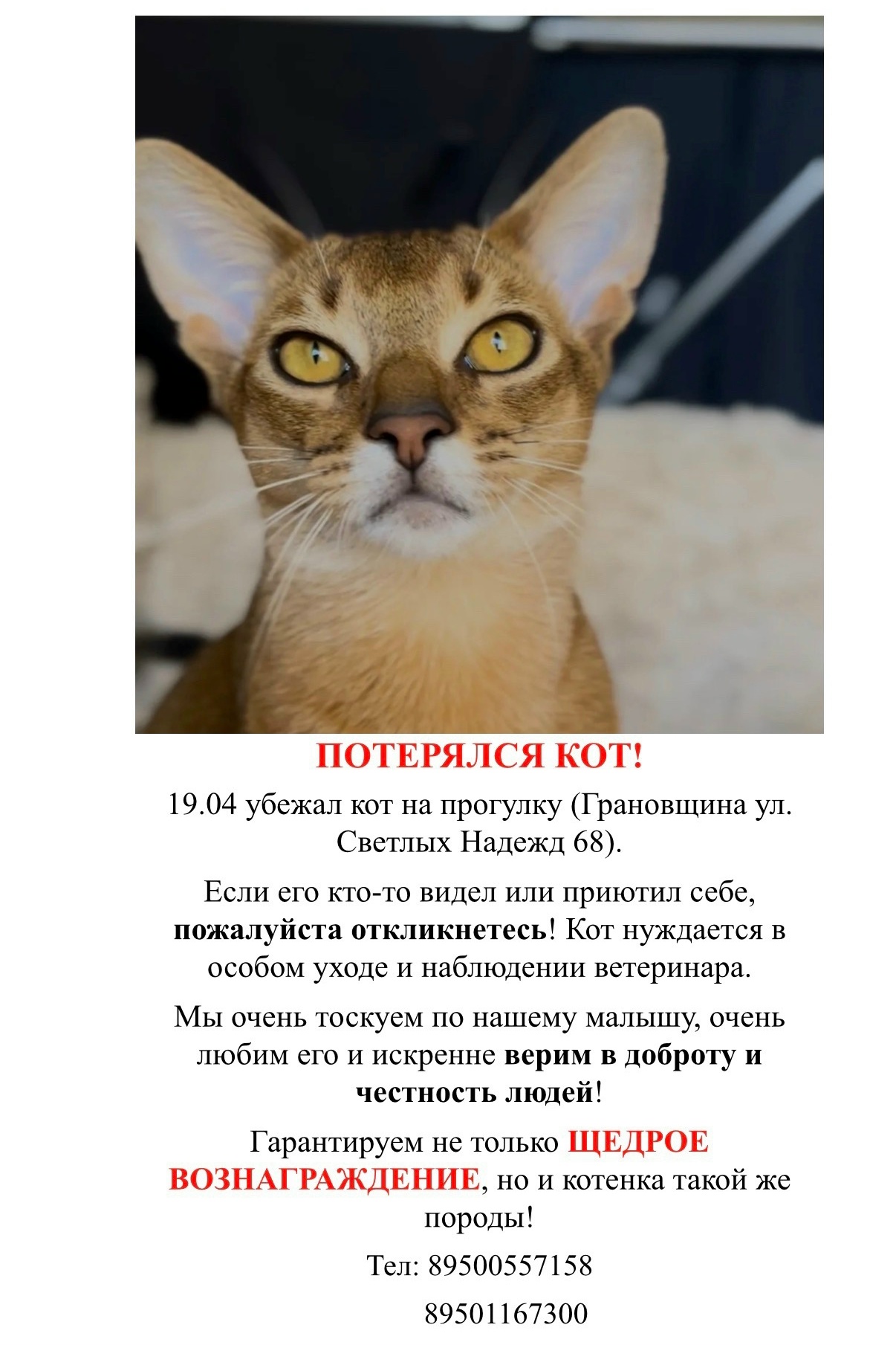 Найдена кошка в Других городах — фото объявления