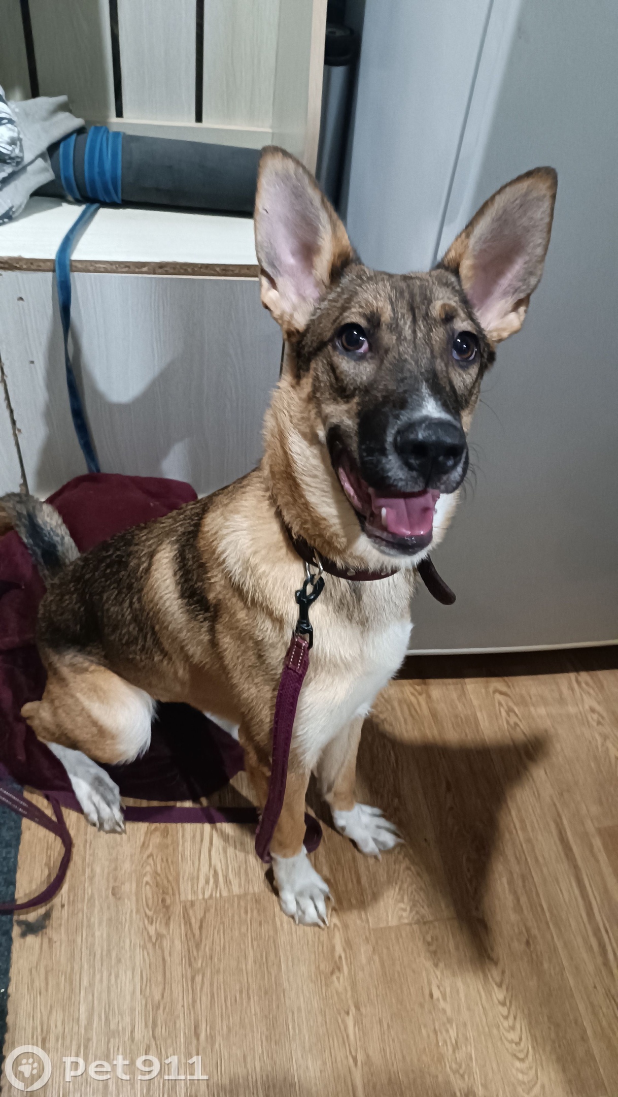 Найдена собака! Пожалуйста, максимальный репост!