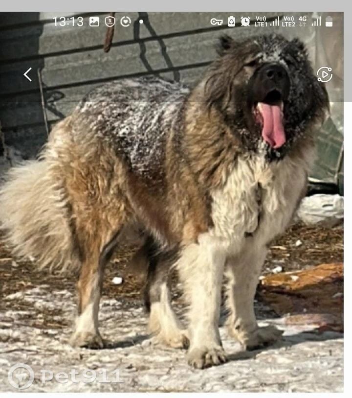 Найдена собака в Другие города