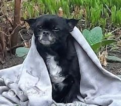 Найдена собака в Другие города