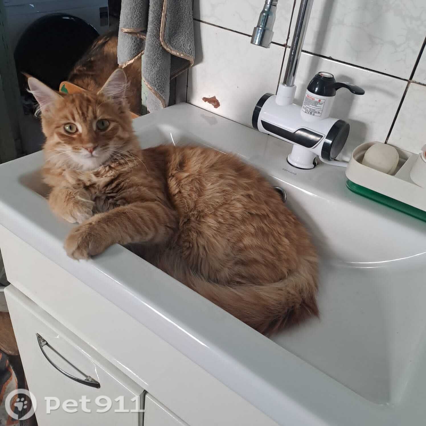 Найдена кошка в Других городах — фото объявления