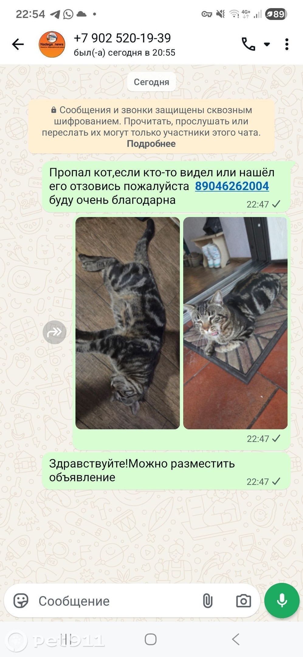 Найдена кошка в Других городах — фото объявления