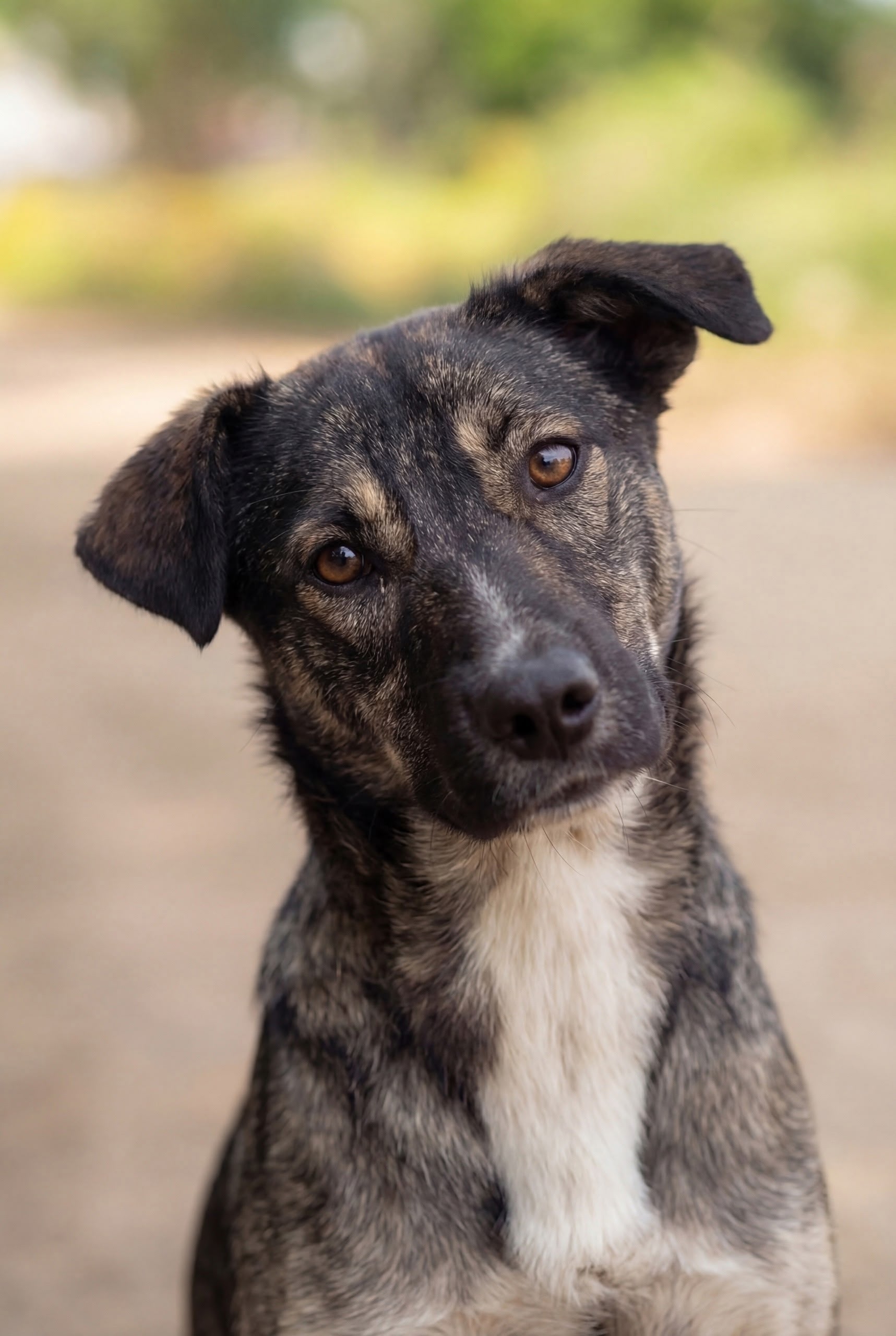 Найдена собака в Другие города