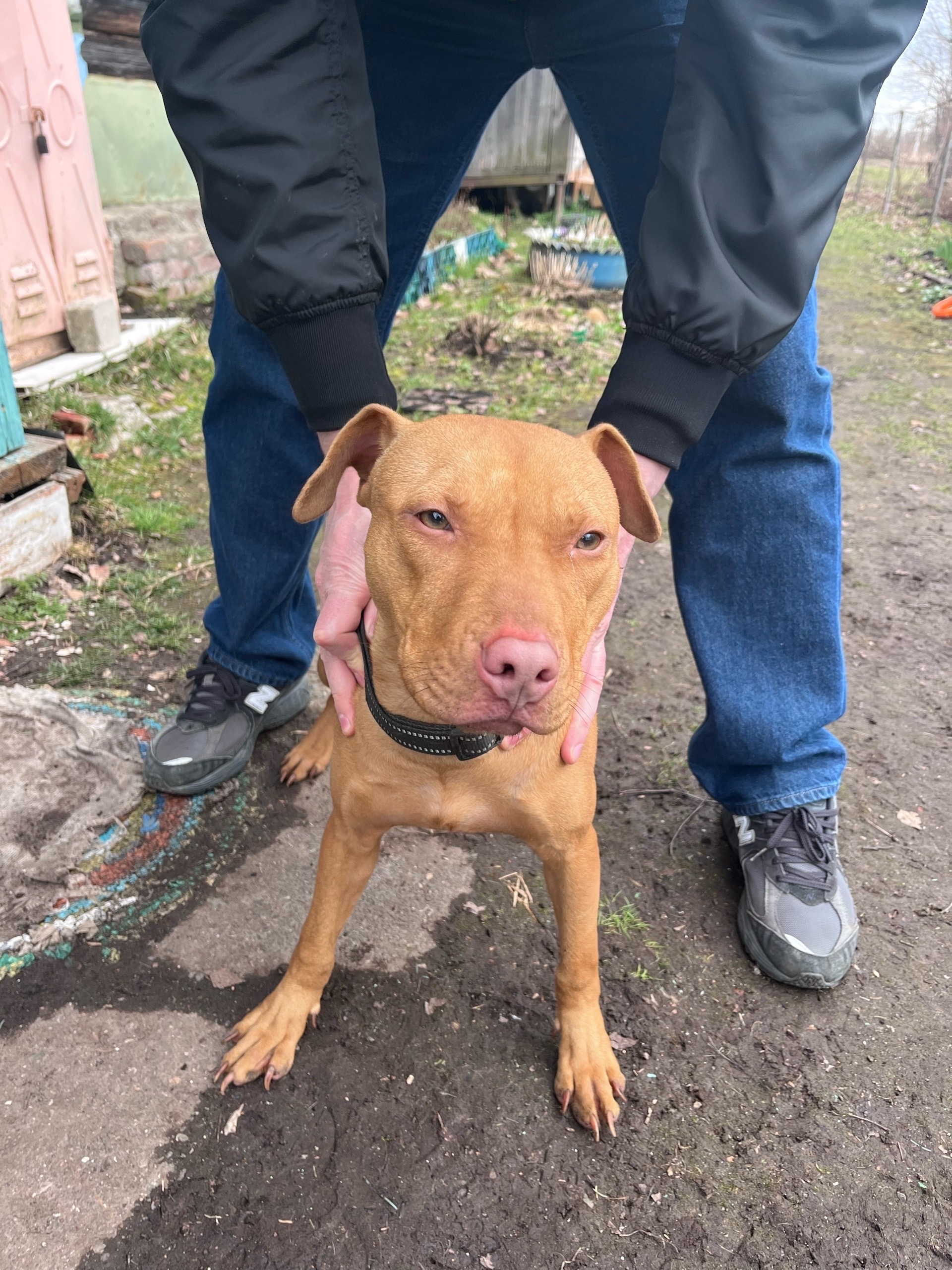 Пропала собака в Другие города