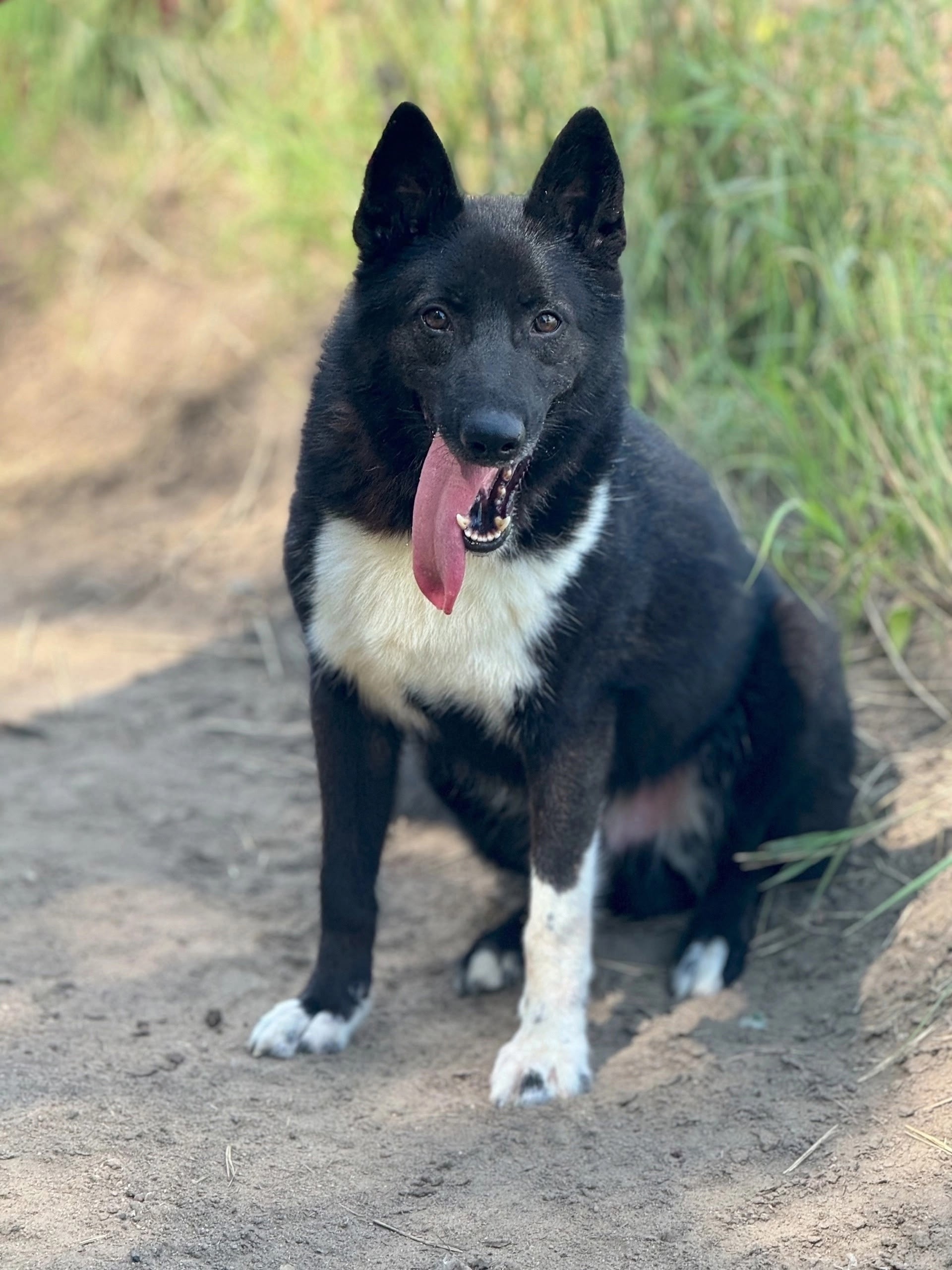 Найдена собака в Других городах — фото объявления