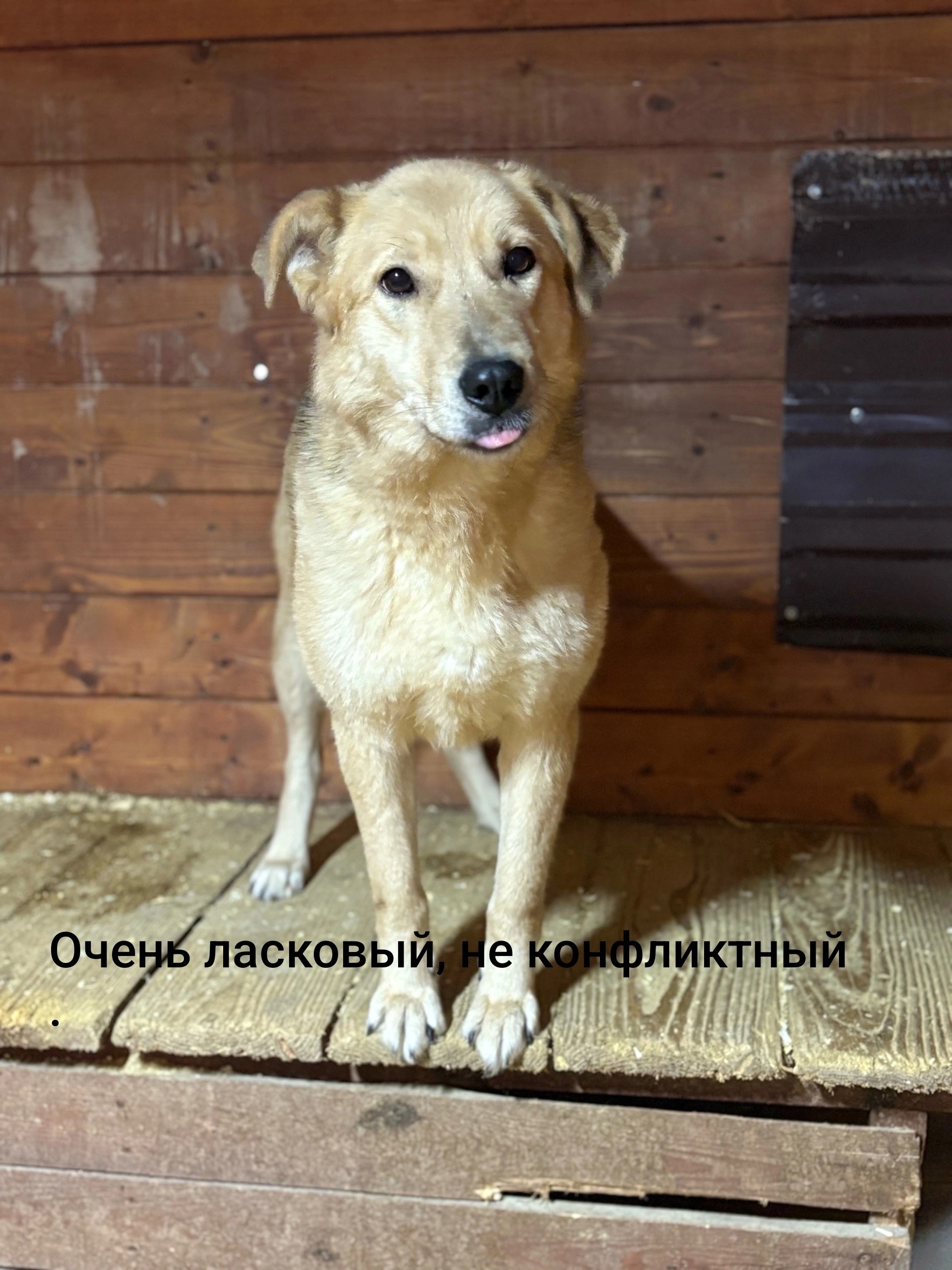 Найдена собака в Других городах — фото объявления