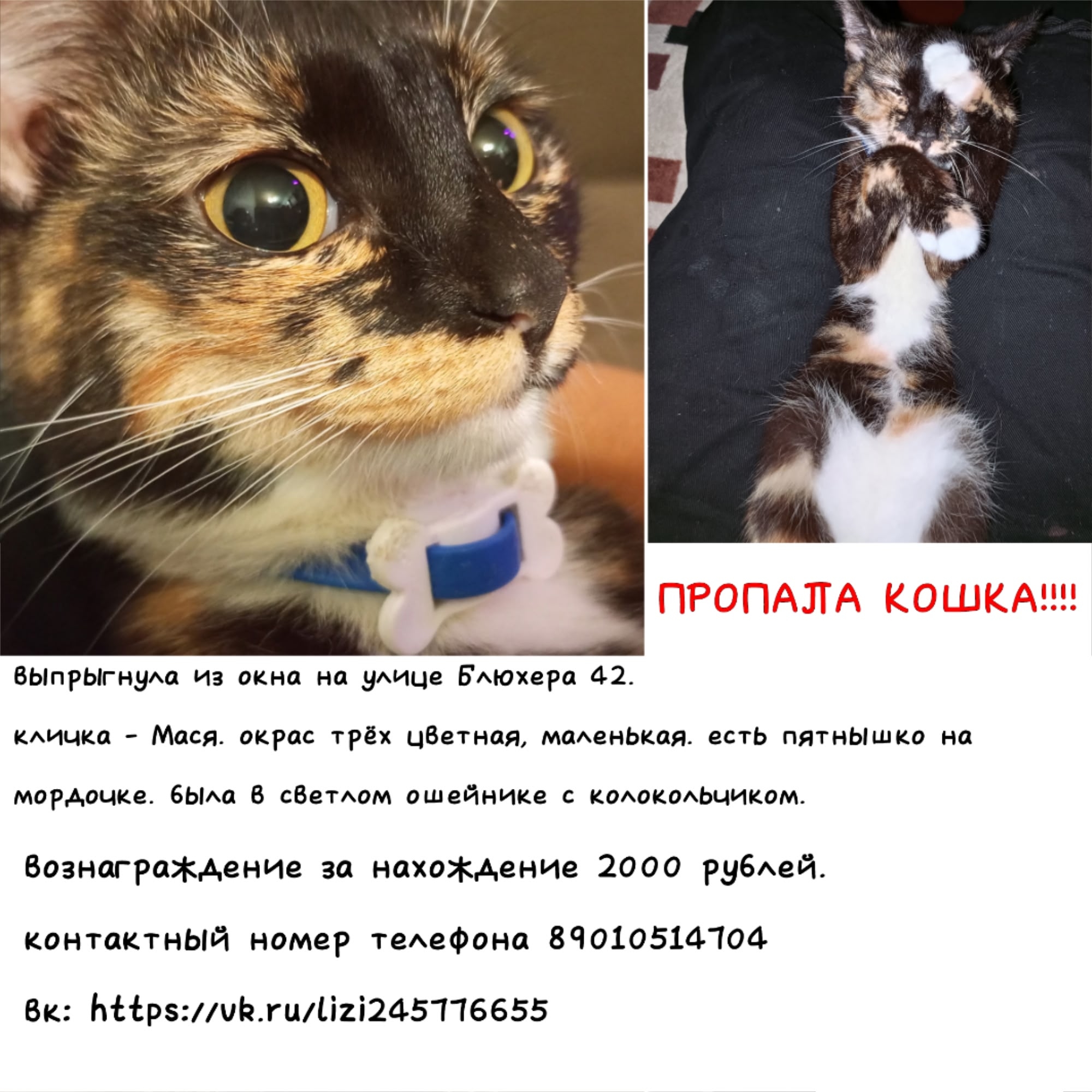 Найдена кошка в Других городах — фото объявления