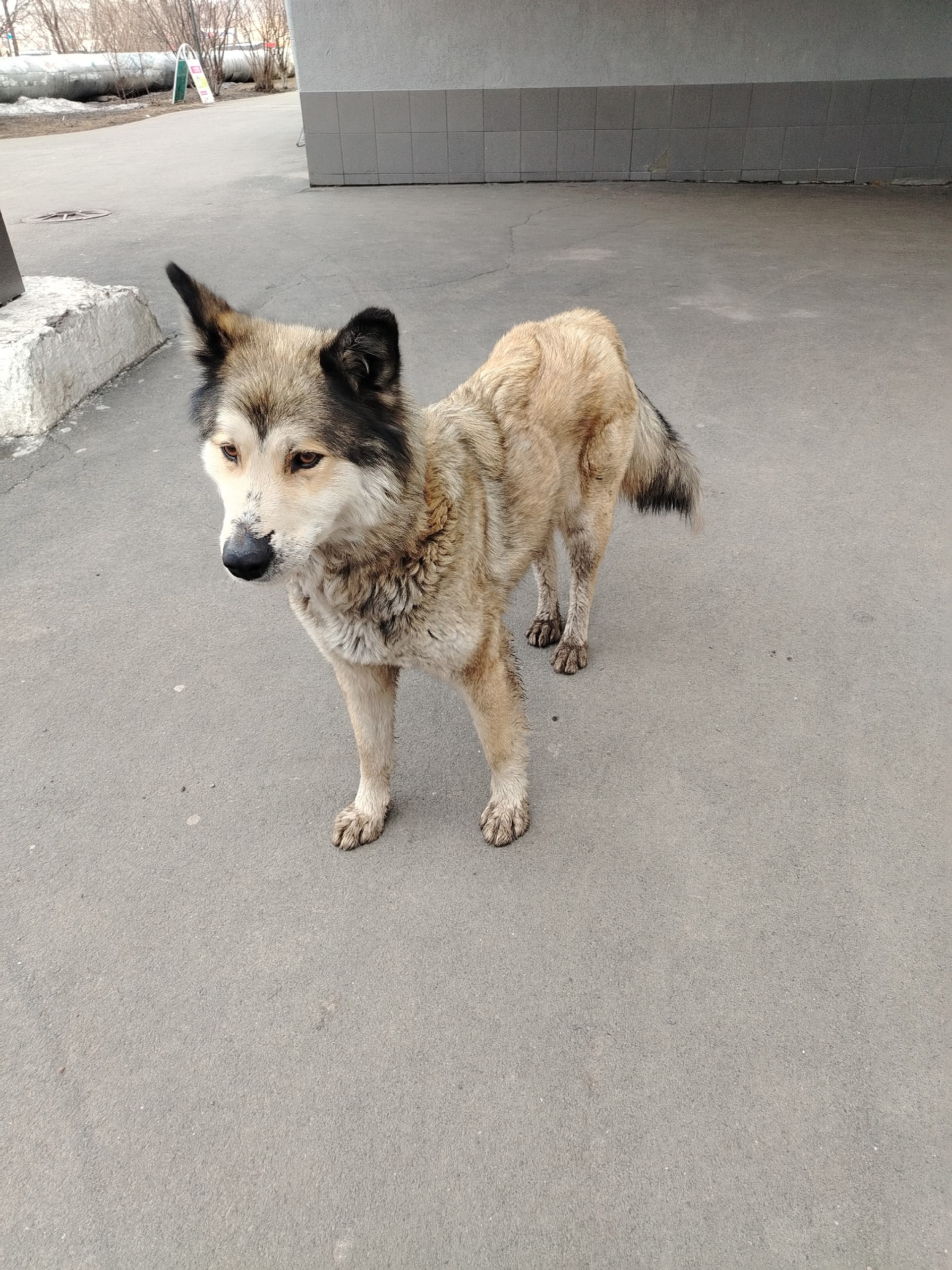 Пропала собака в Другие города