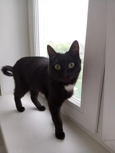 Пропал питомец в Другие города