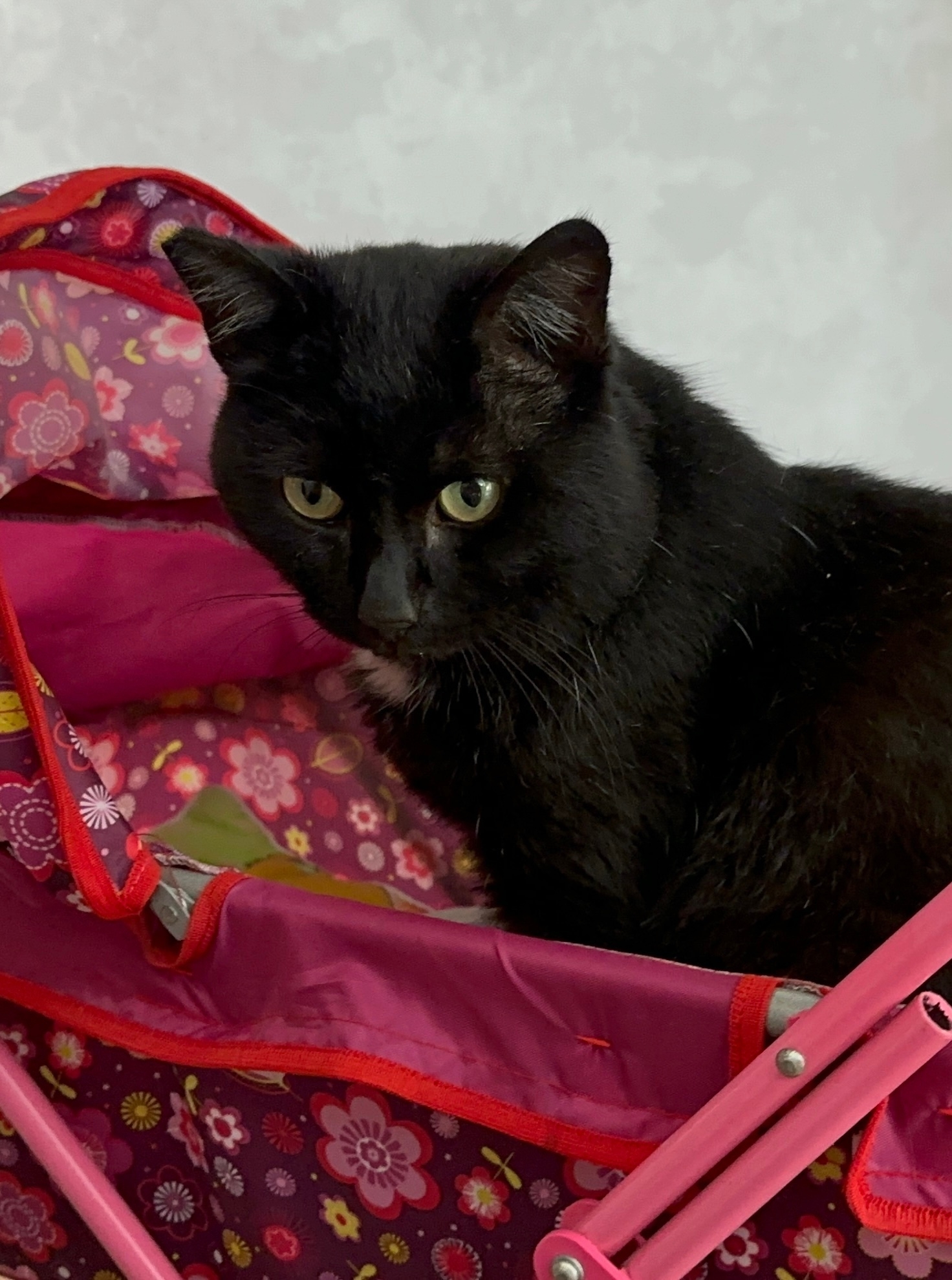 Пропала кошка в Другие города