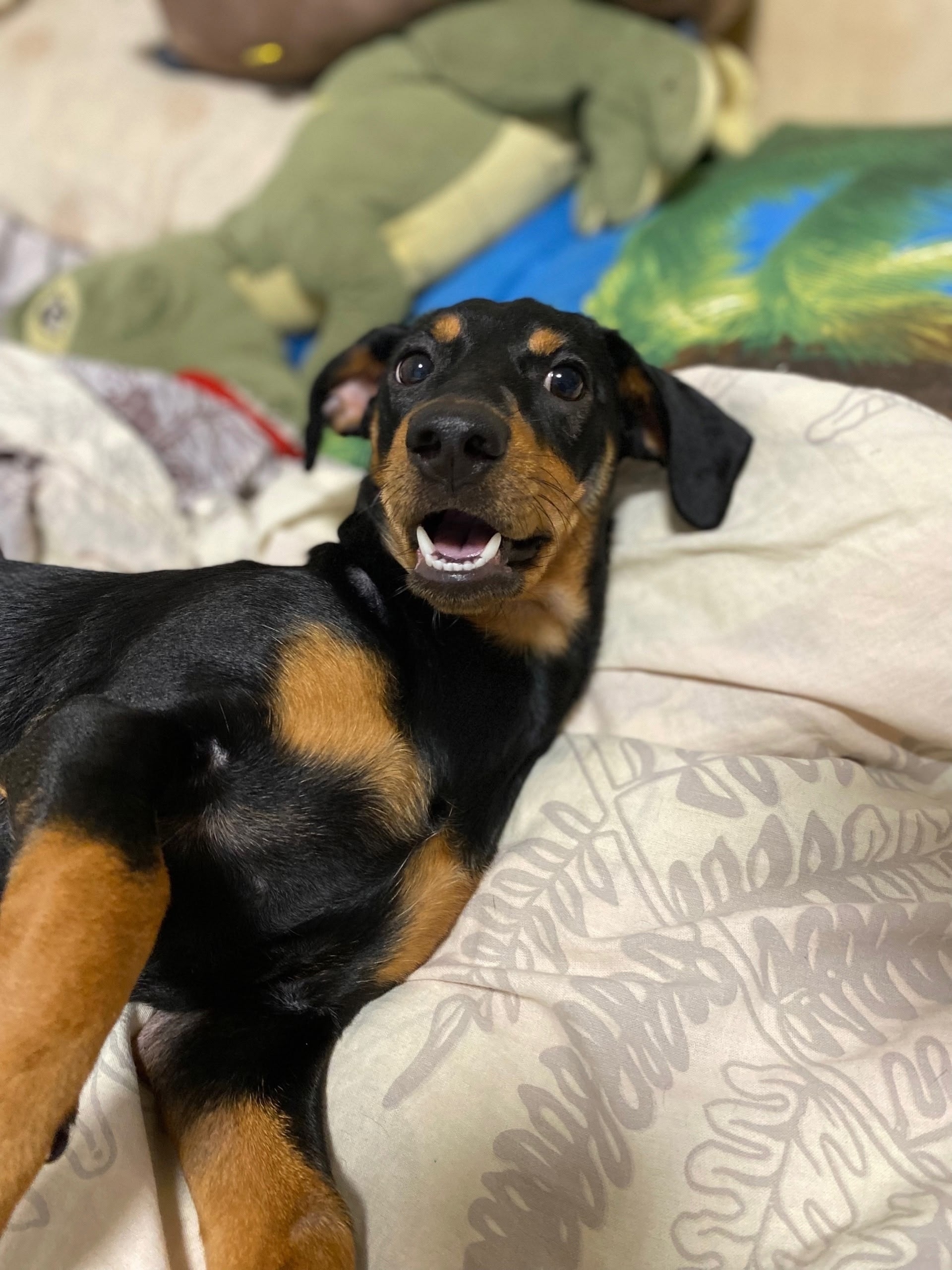 Найдена собака в Других городах — фото объявления