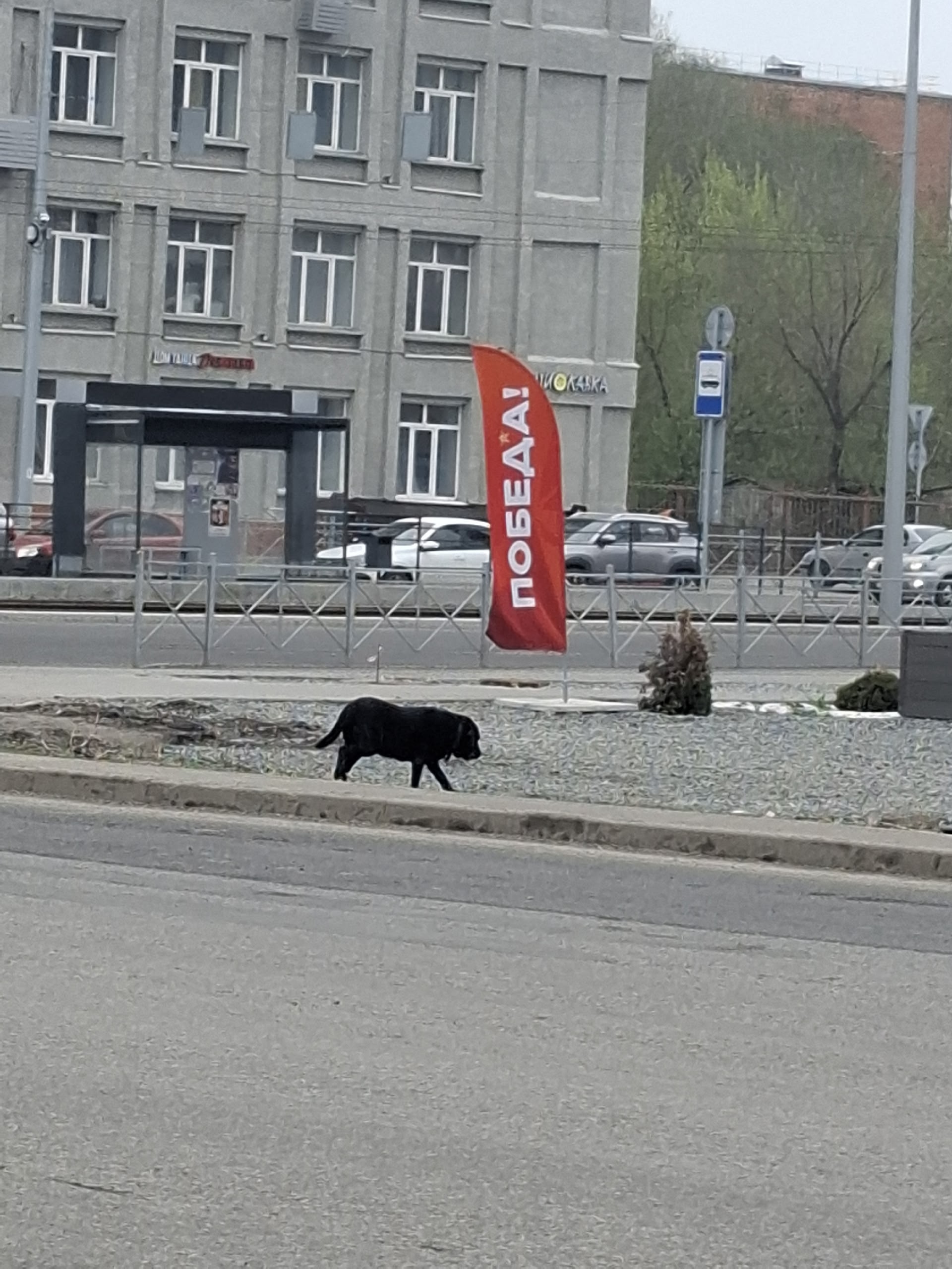 Найдена собака в Других городах — фото объявления