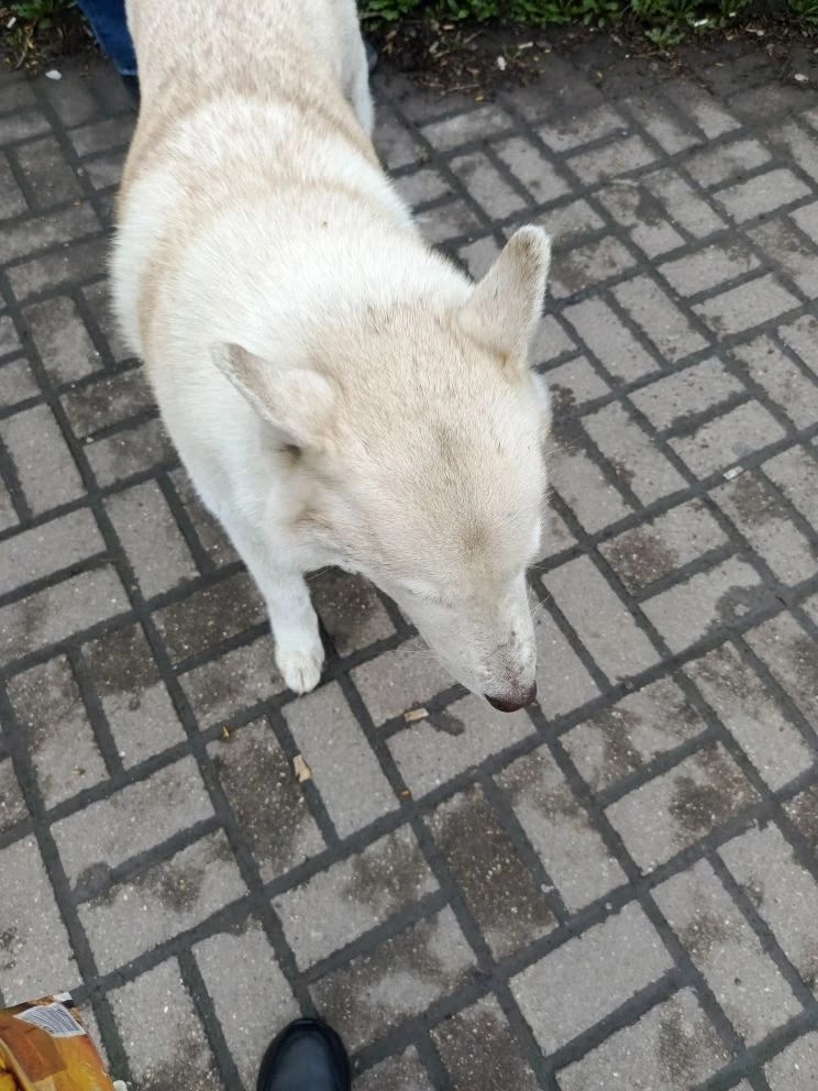 Найдена собака в Других городах — фото объявления